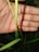 A close-up of a small red and black insect perched on a green blade of grass, with a human hand in the background for scale.