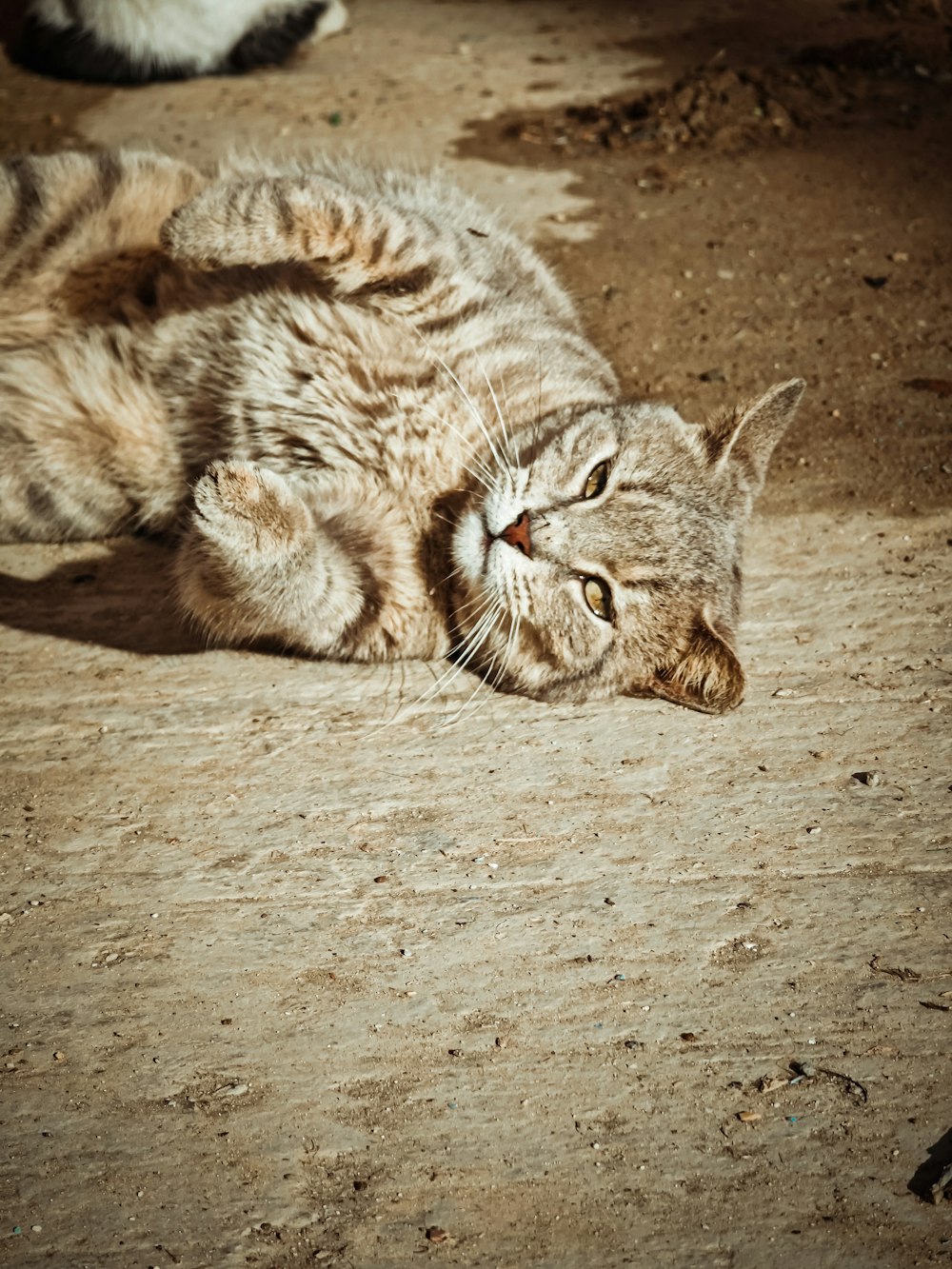 a cat that is laying down on the ground