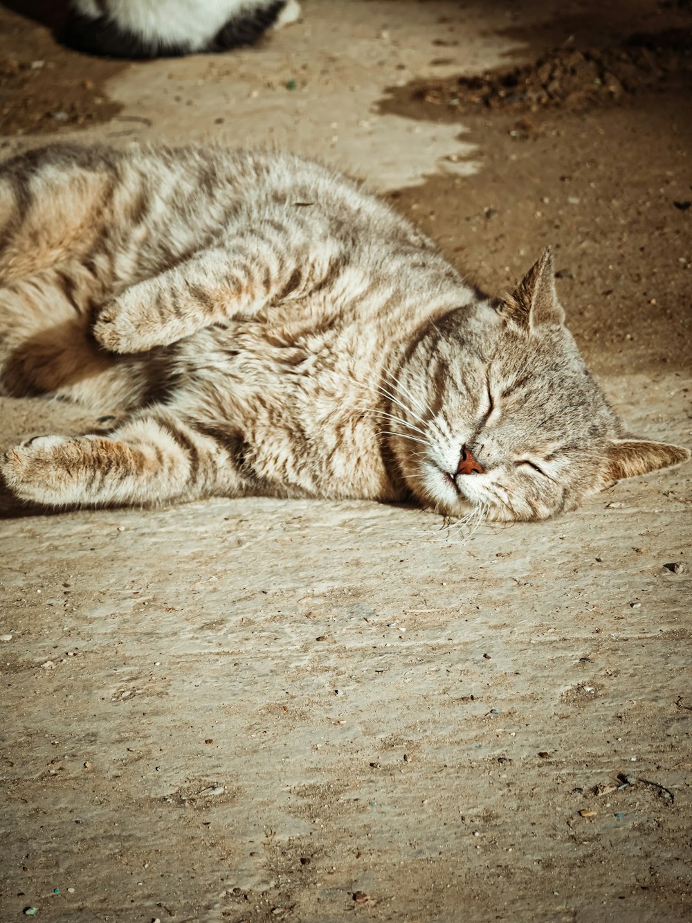 a cat that is laying down on the ground