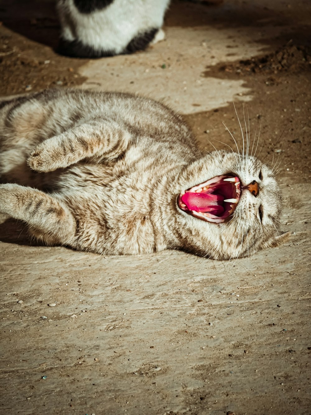 a cat laying on its back with its mouth open