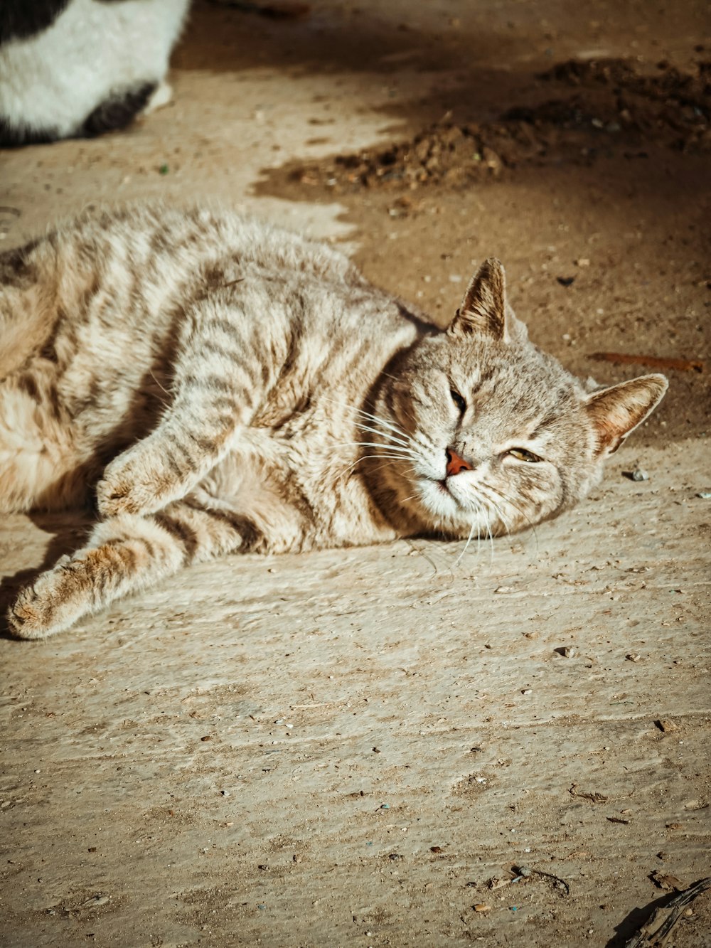 a cat laying on the ground with its eyes closed
