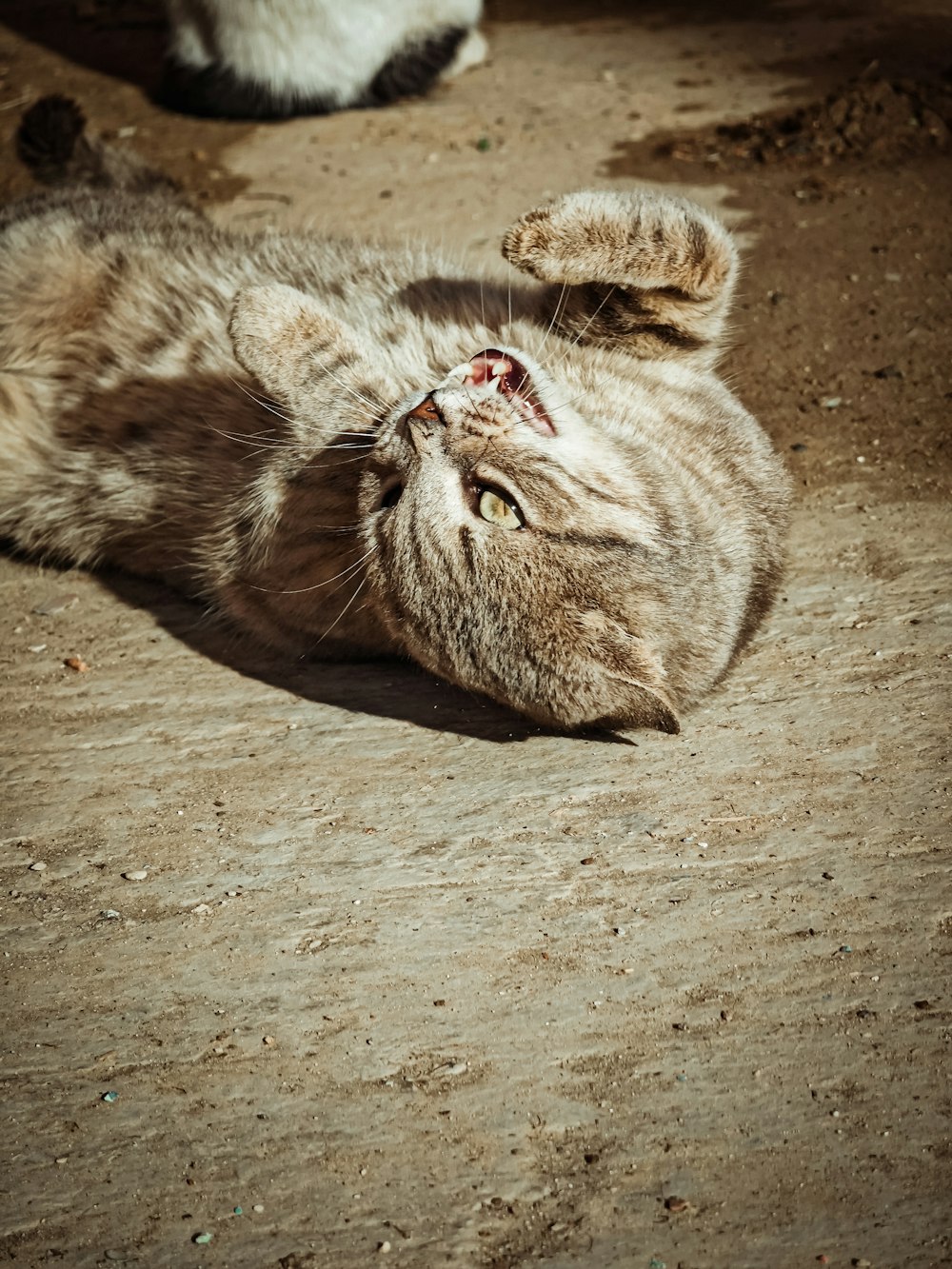 a cat laying on its back on the ground