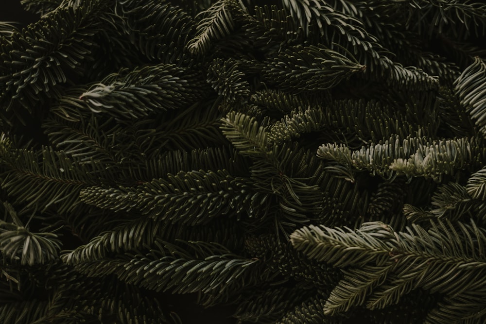 a close up of a bunch of pine needles