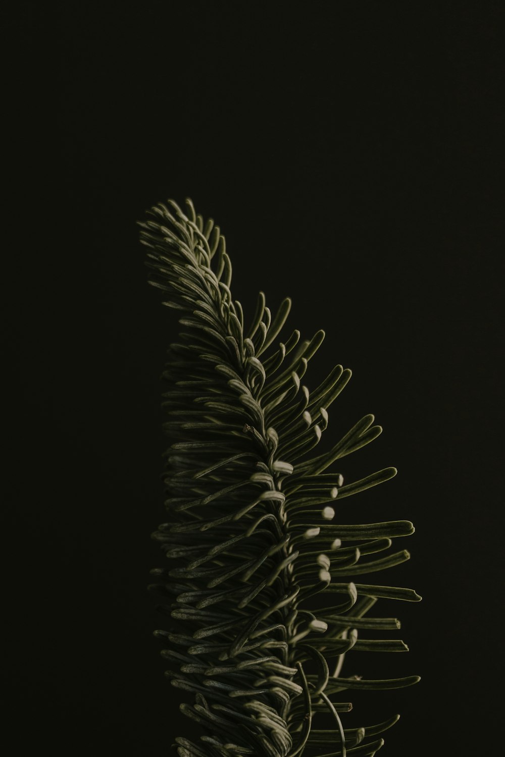 a close up of a pine tree branch