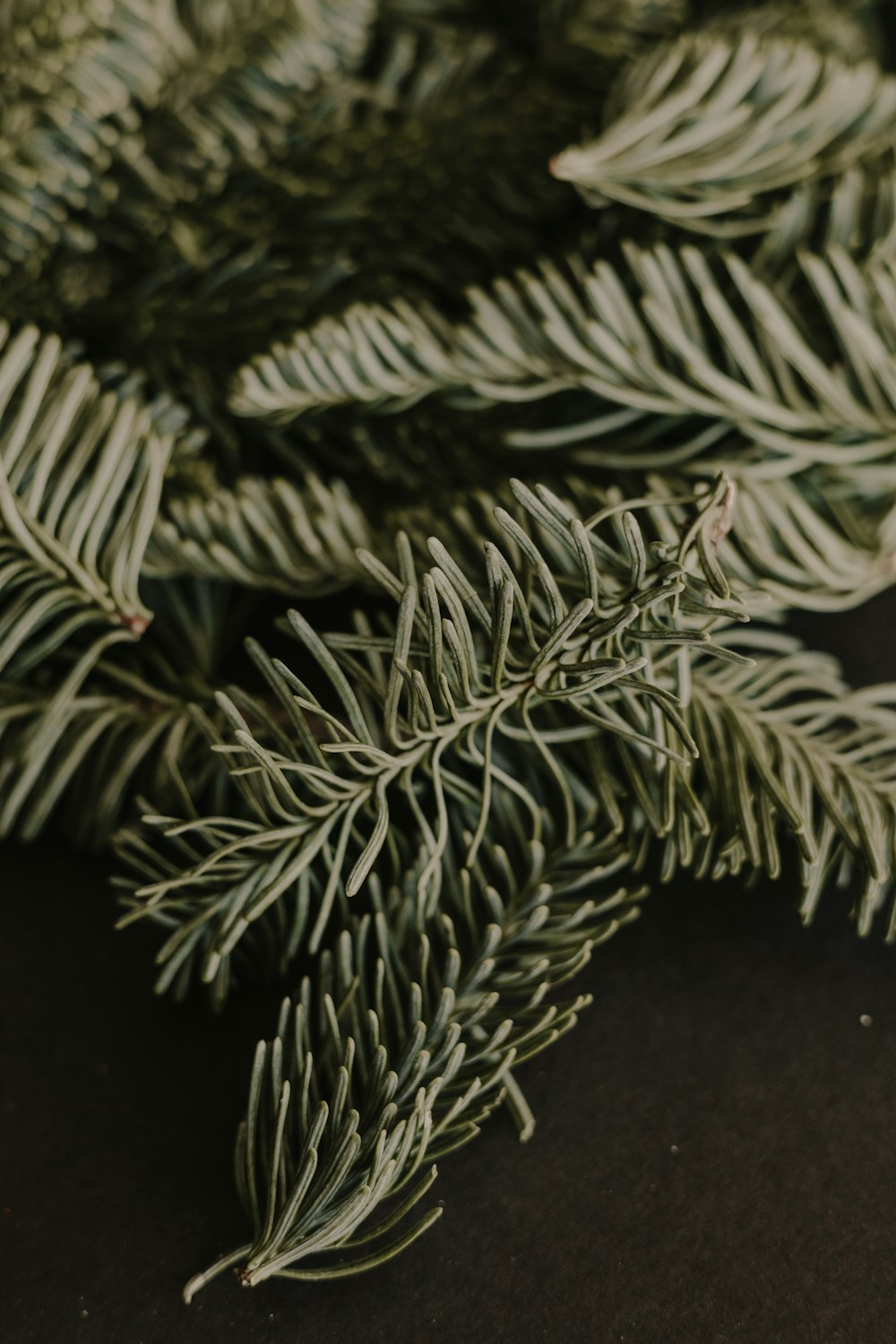 a close up of a pine tree branch