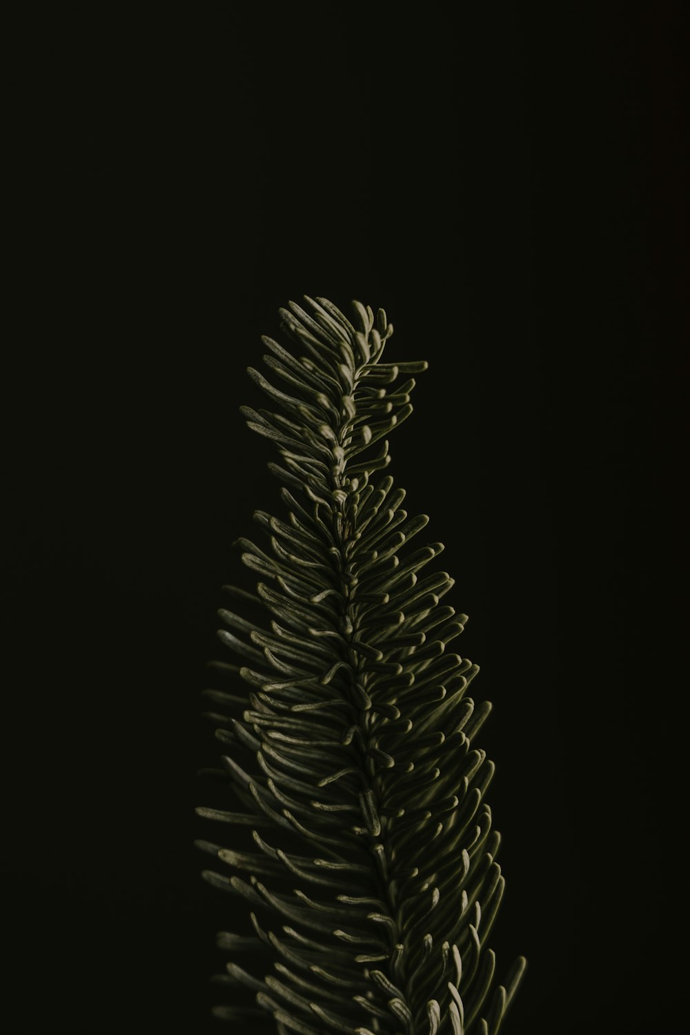 a close up of a pine tree branch