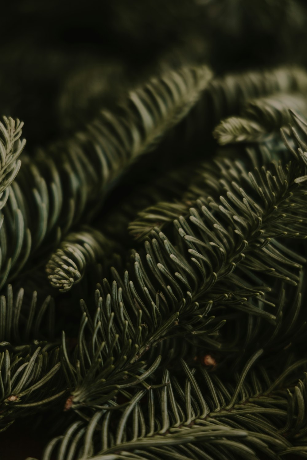 a close up of a pine tree branch