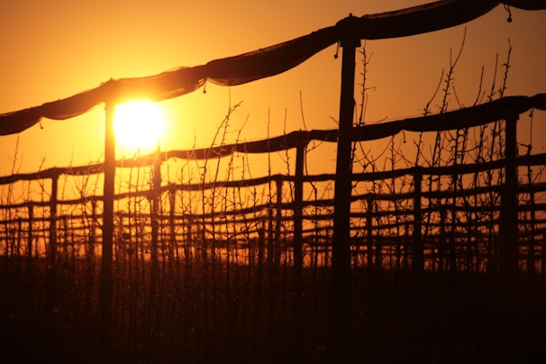 Community members planting young trees on the winery’s carbon-negative farm at sunset.