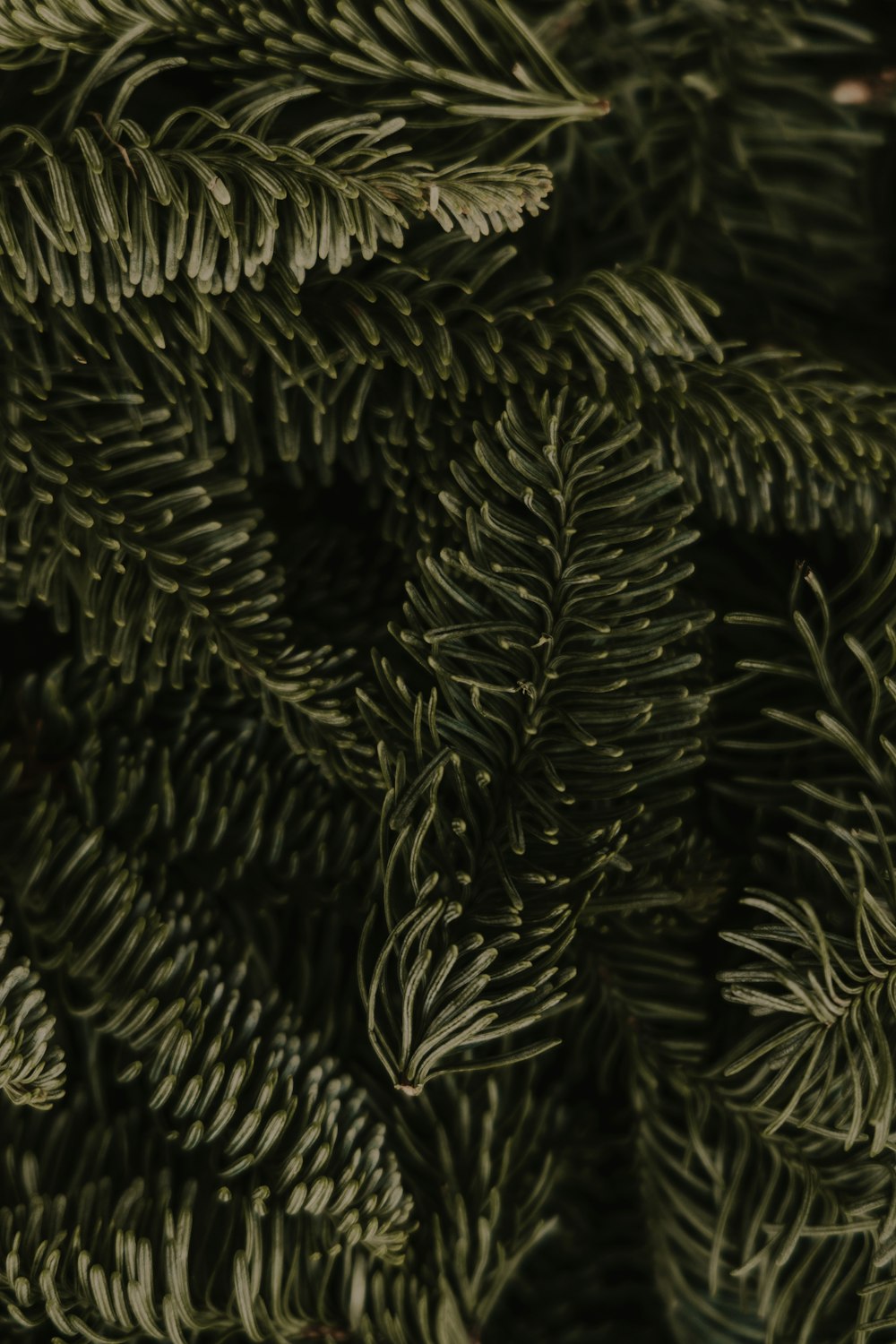 a close up of a pine tree branch