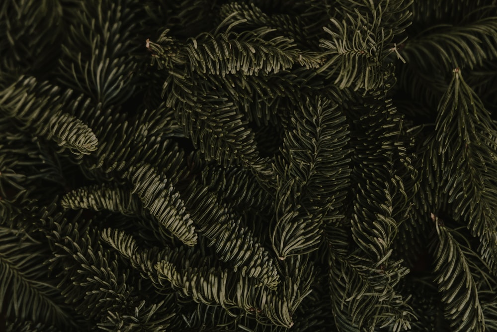 a close up of a bunch of pine needles