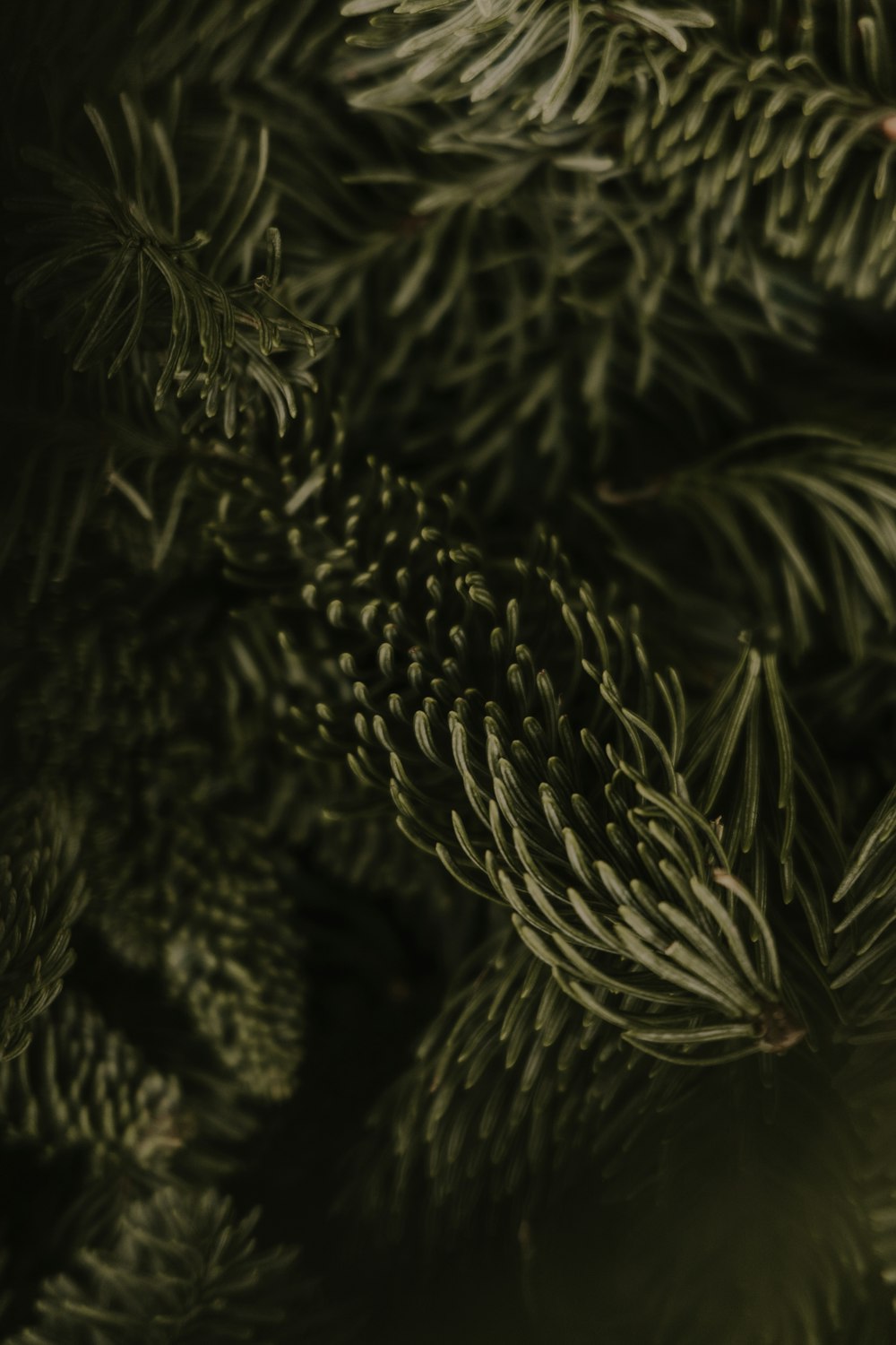 a close up of a pine tree branch