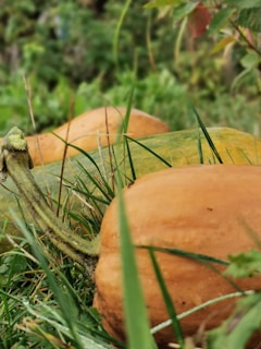 Freshly harvested pumpkins piled neatly, ready for market at Berner Poultry Farms.