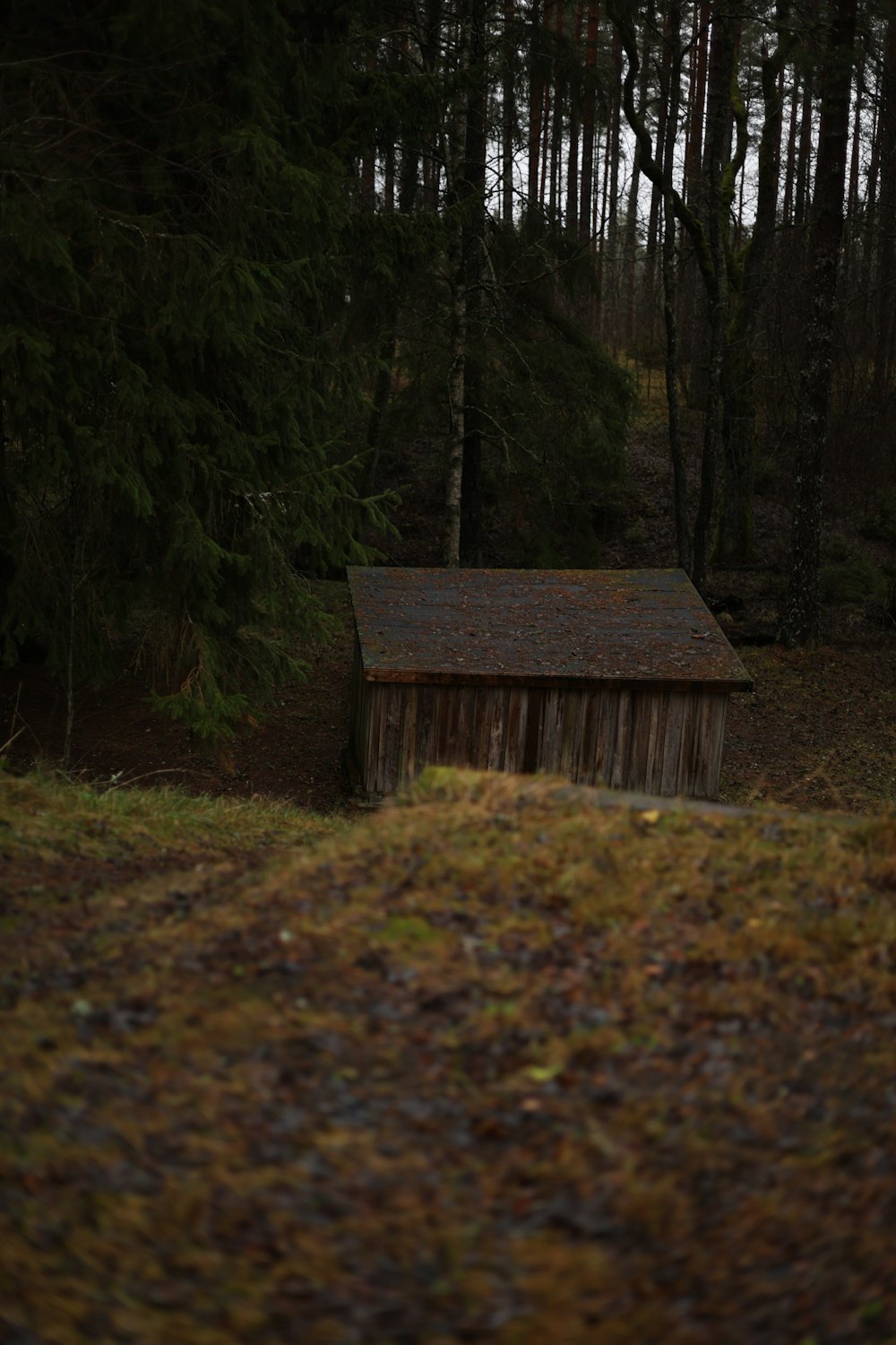 a shed in the middle of a forest