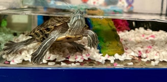 Colorful turtles in a well-decorated aquarium.