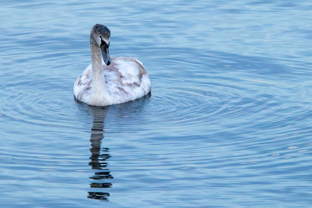 a swan is swimming in a body of water