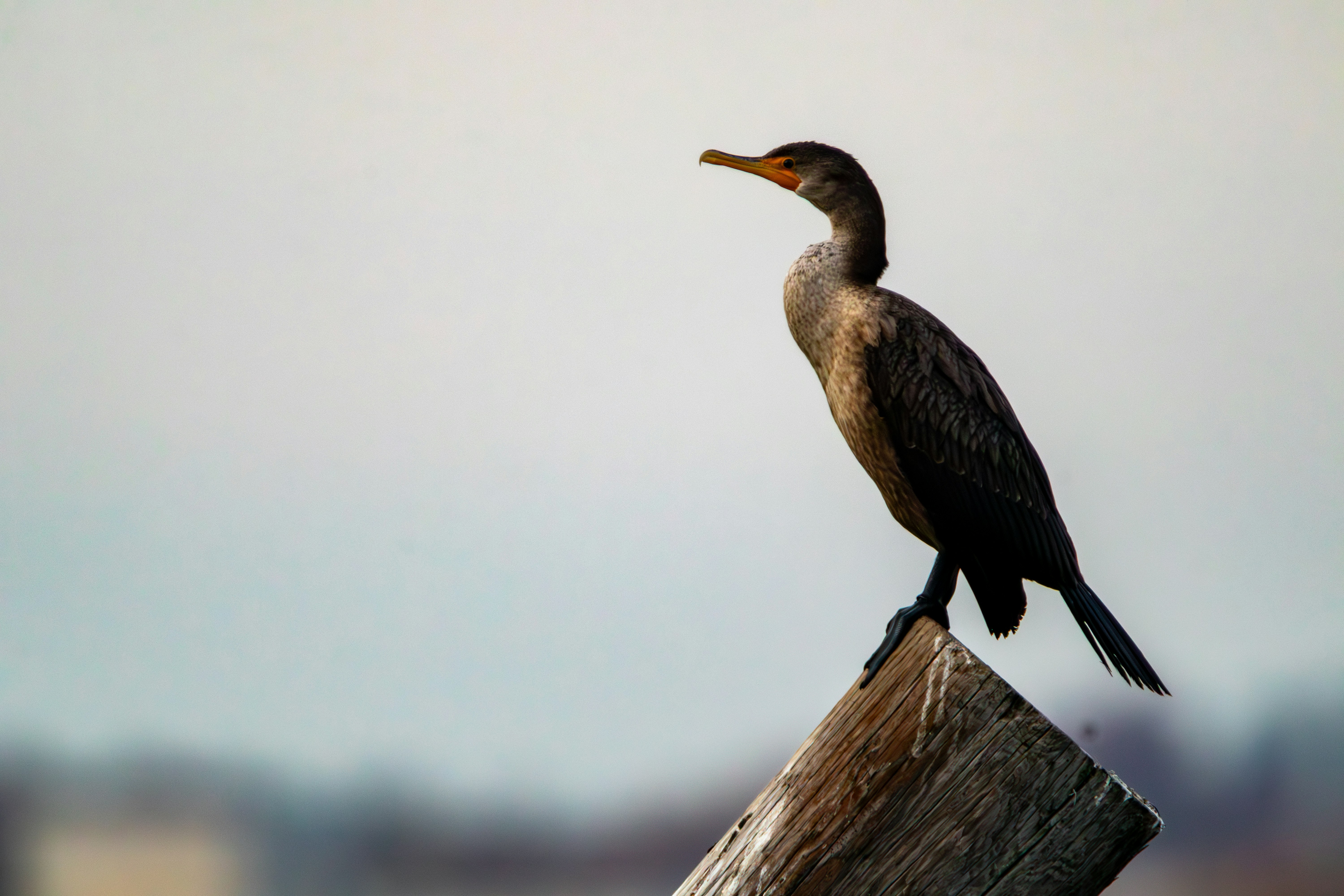 Photo by ucwhphotography