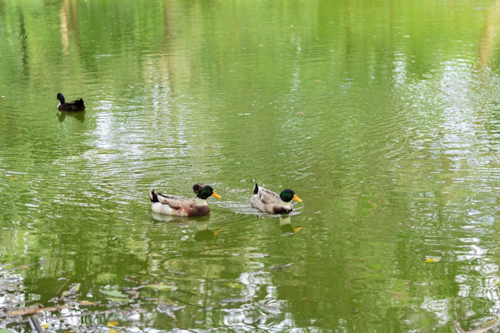 Un grupo de patos nadando en la parte superior de un lago