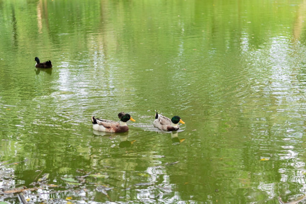 a group of ducks swimming on top of a lake