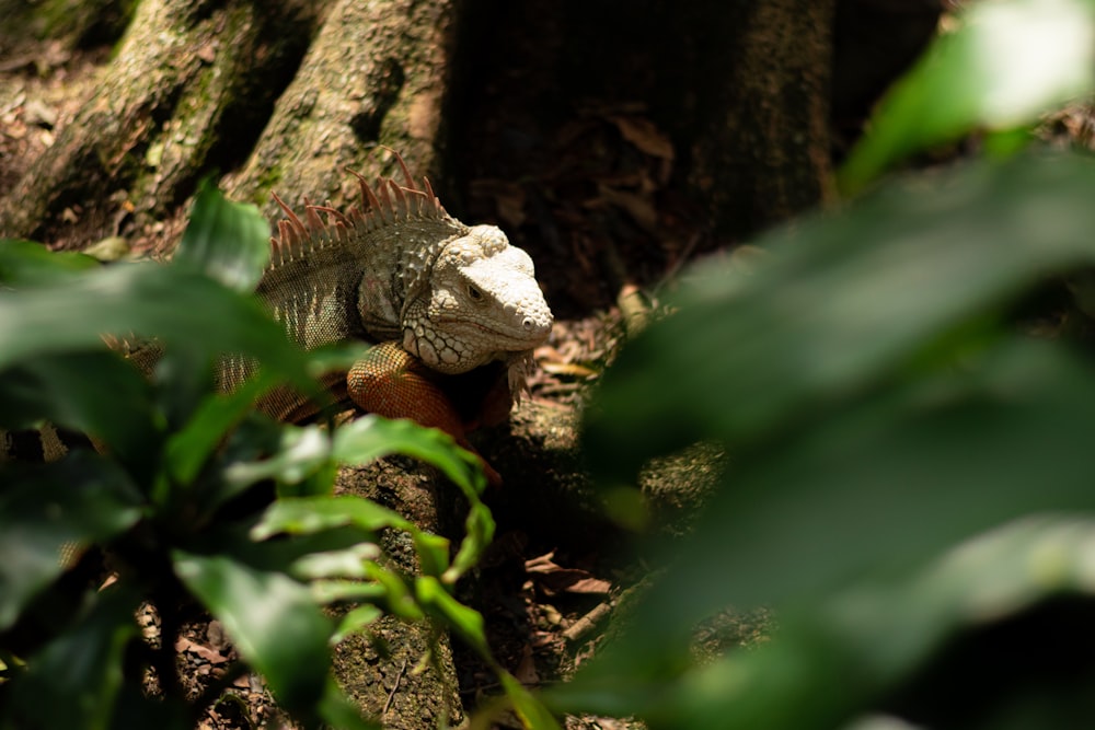 an iguana sitting on the ground next to a tree