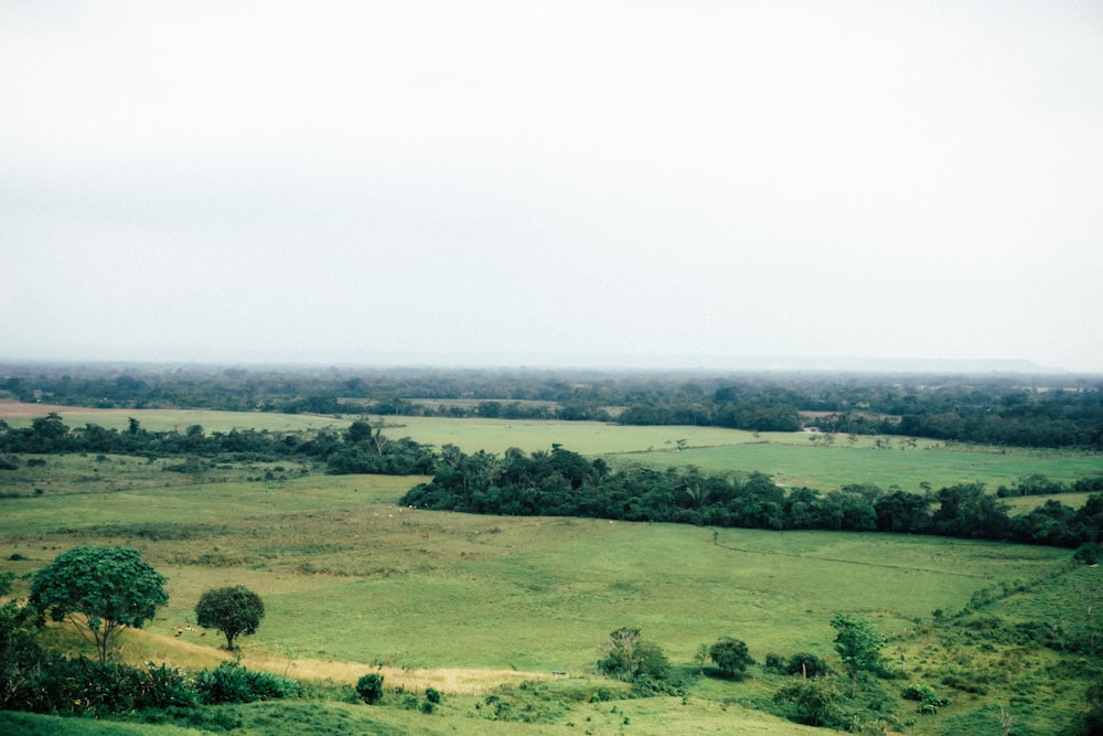 a view of a field with trees and grass