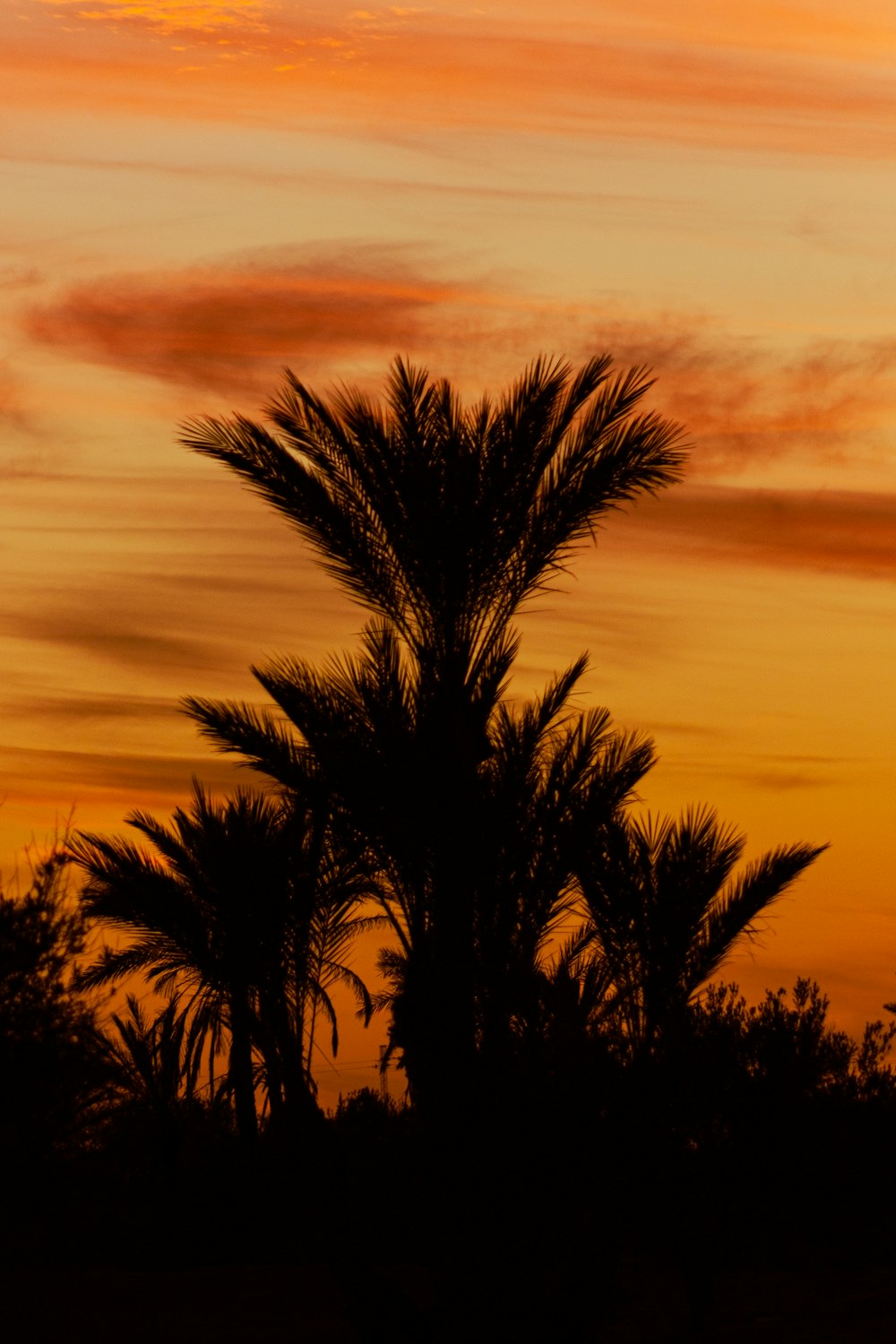 Una palmera se recorta contra una puesta de sol