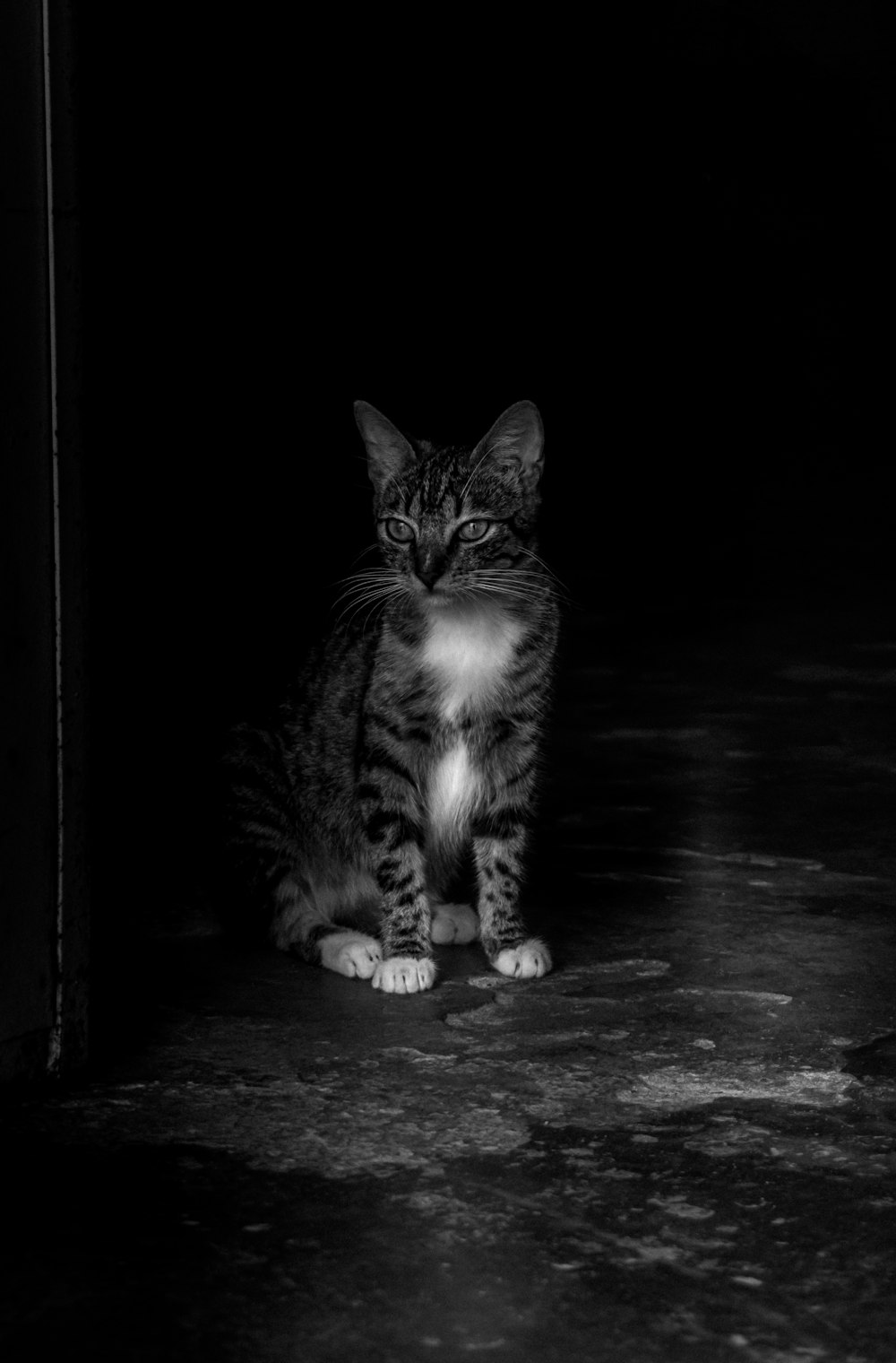 uma foto em preto e branco de um gato no escuro