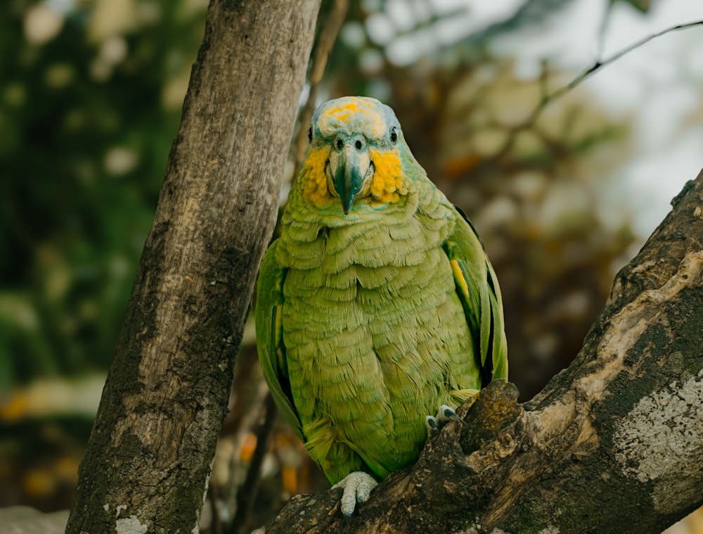 um papagaio verde e amarelo empoleirado em um galho de árvore