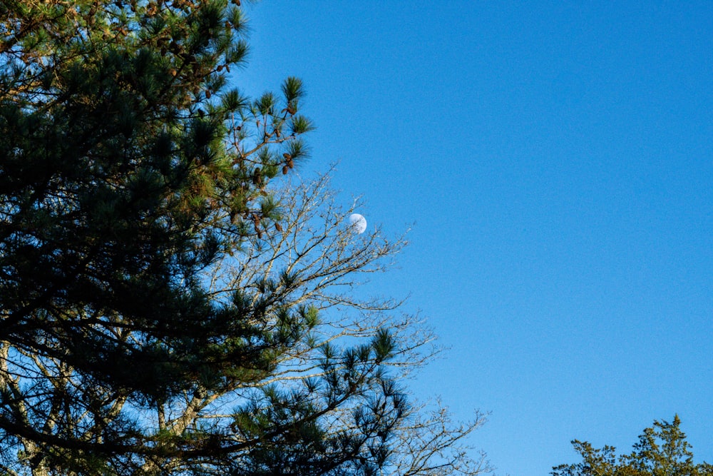 a clear blue sky with a half moon in the distance