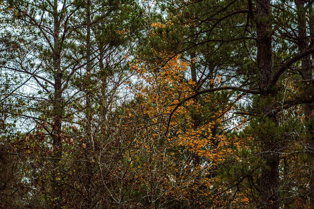 a forest filled with lots of tall trees