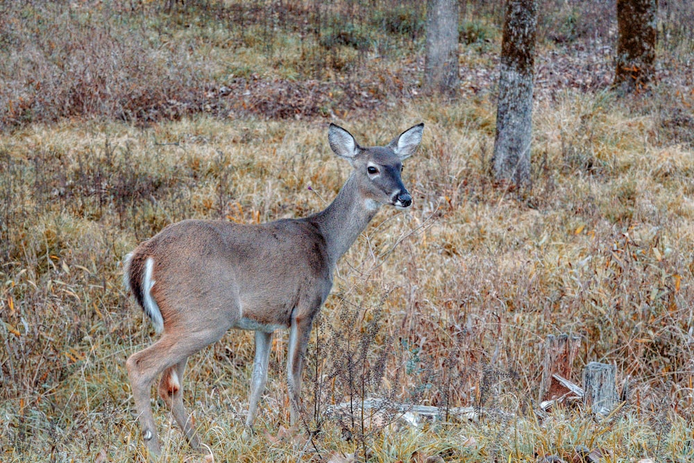 a deer standing in a field next to a forest