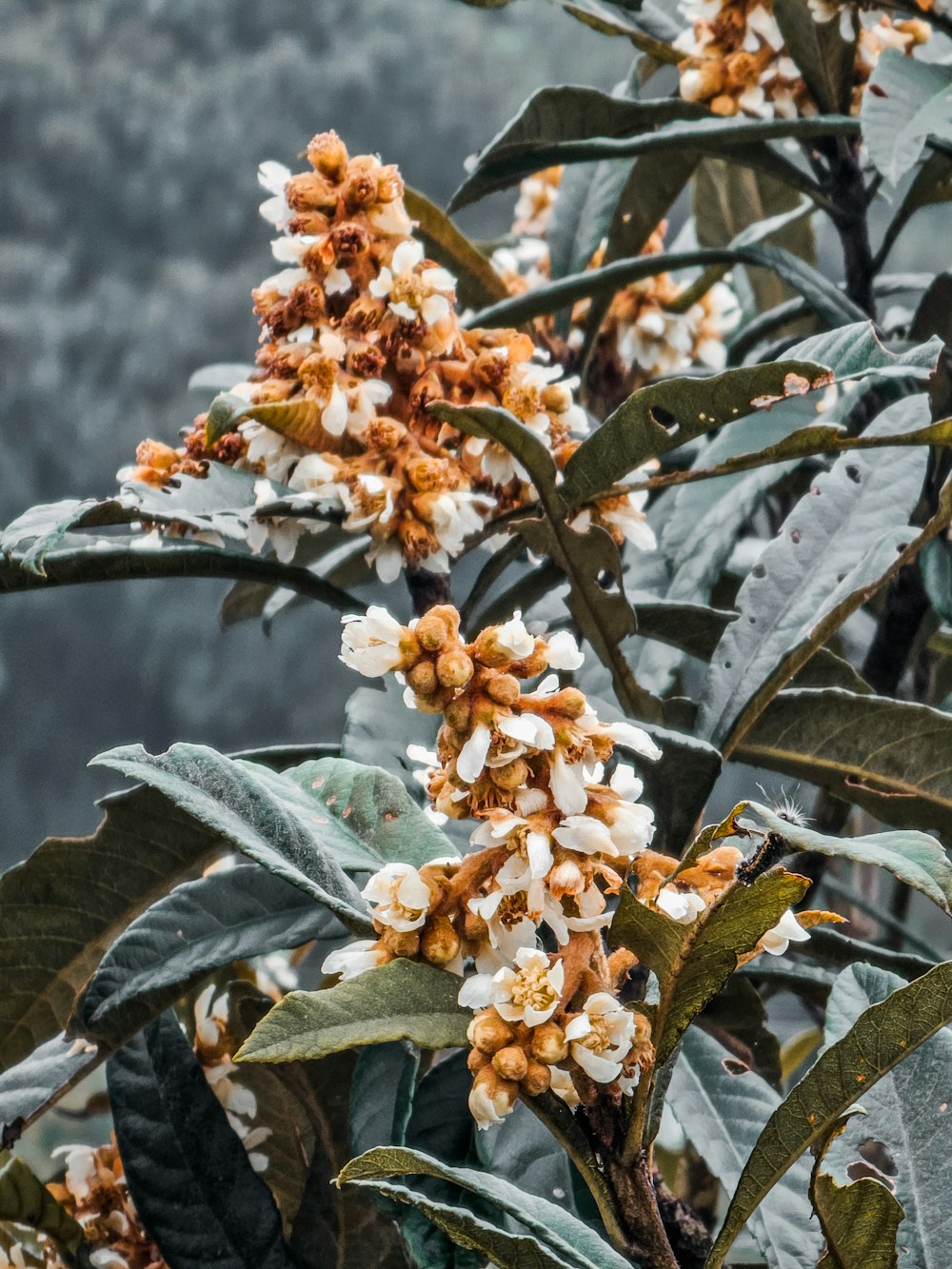 a close up of a flower on a tree