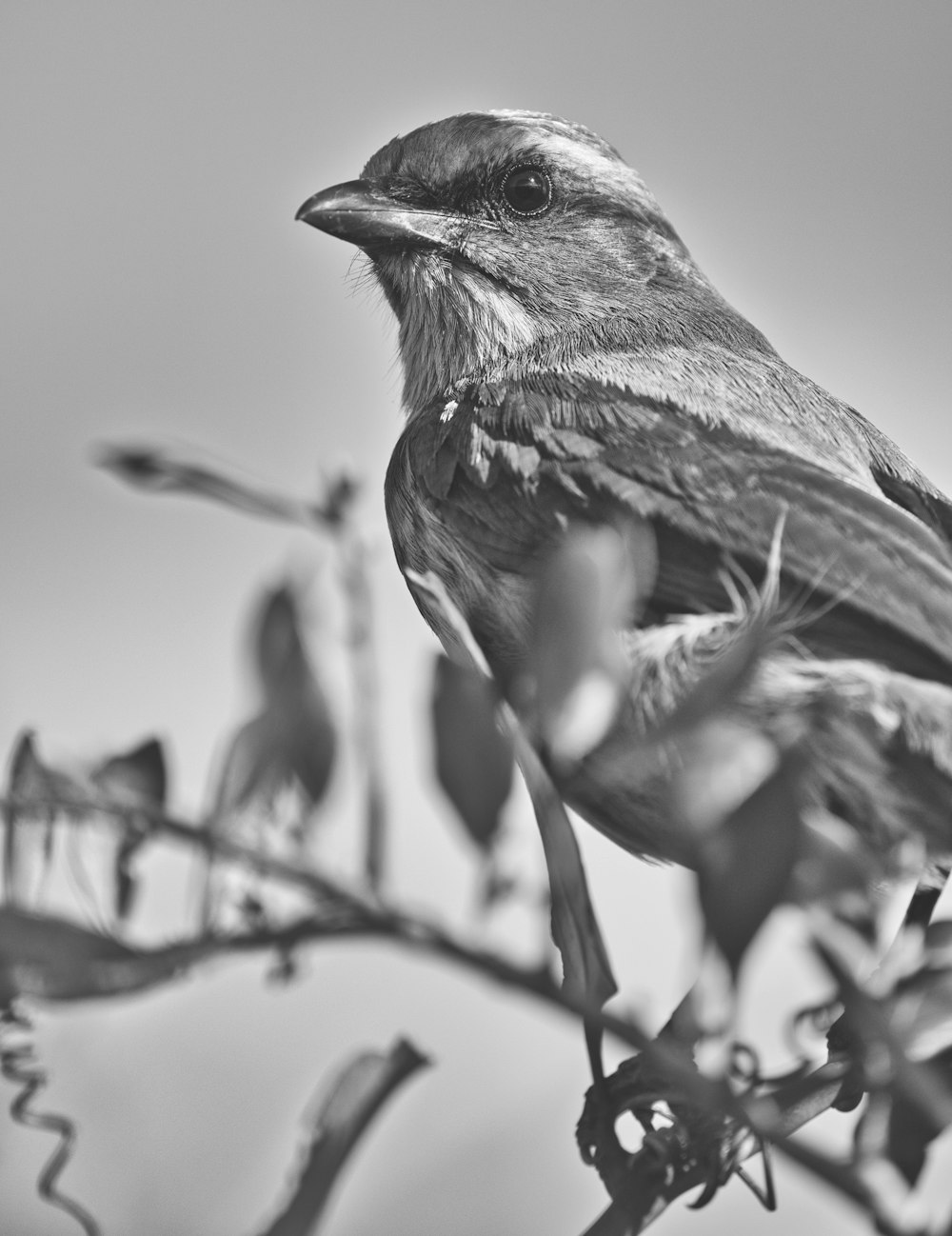a black and white photo of a bird on a branch
