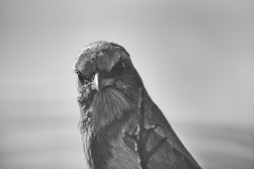 A close-up monochrome photograph of a bird with detailed feathers and intense eyes, capturing a serious expression. The background is softly blurred, focusing attention on the bird.