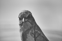 A close-up monochrome photograph of a bird with detailed feathers and intense eyes, capturing a serious expression. The background is softly blurred, focusing attention on the bird.