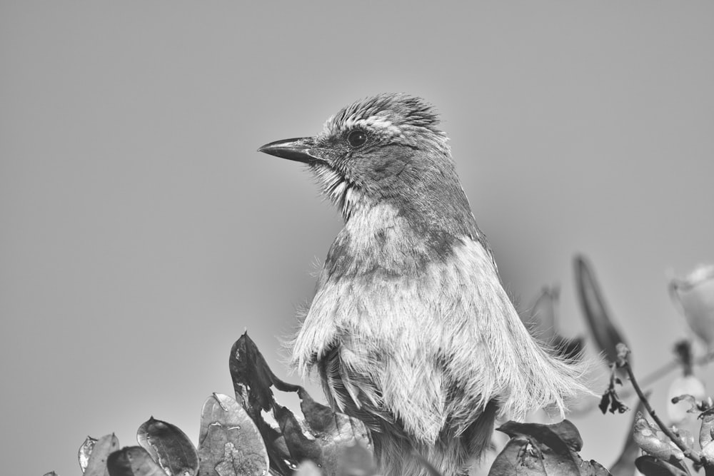 a black and white photo of a bird on a branch