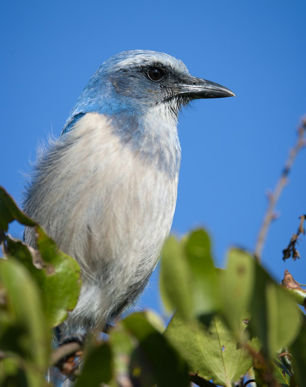 a blue and white bird sitting on top of a tree