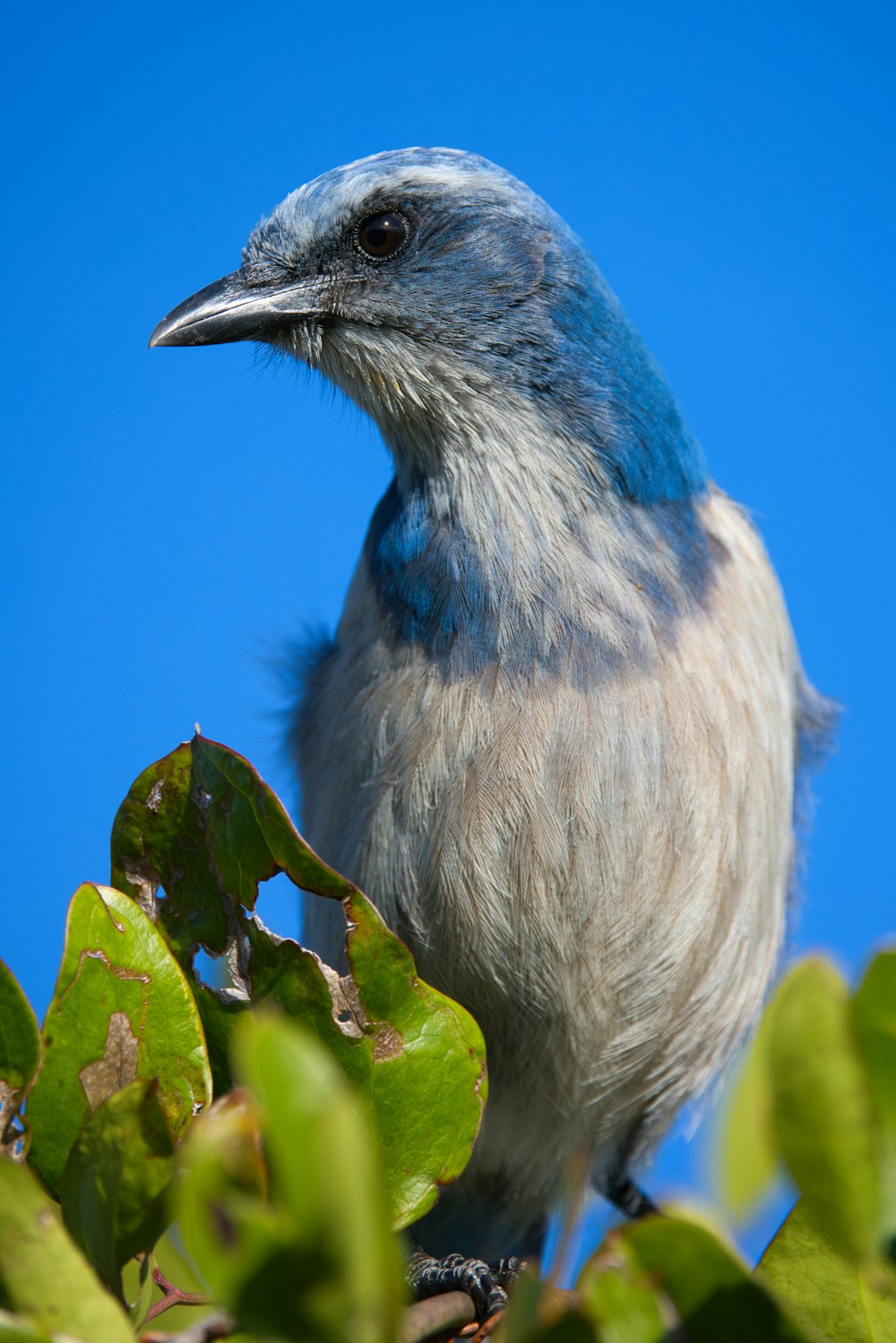 a blue and white bird sitting on top of a tree