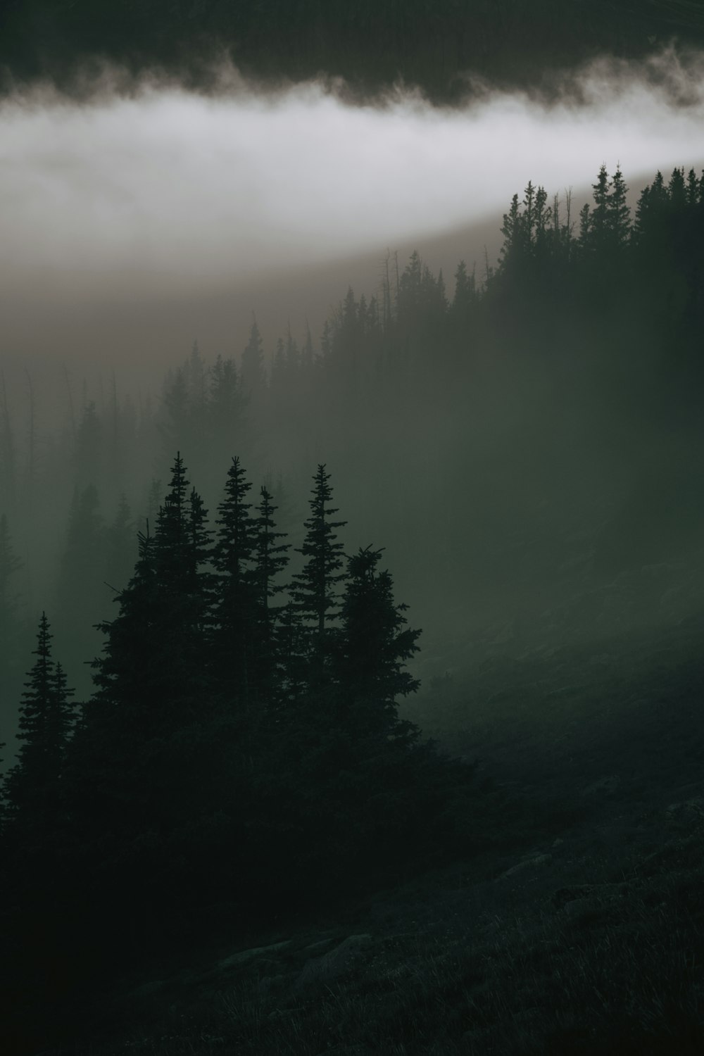 a black and white photo of a foggy forest