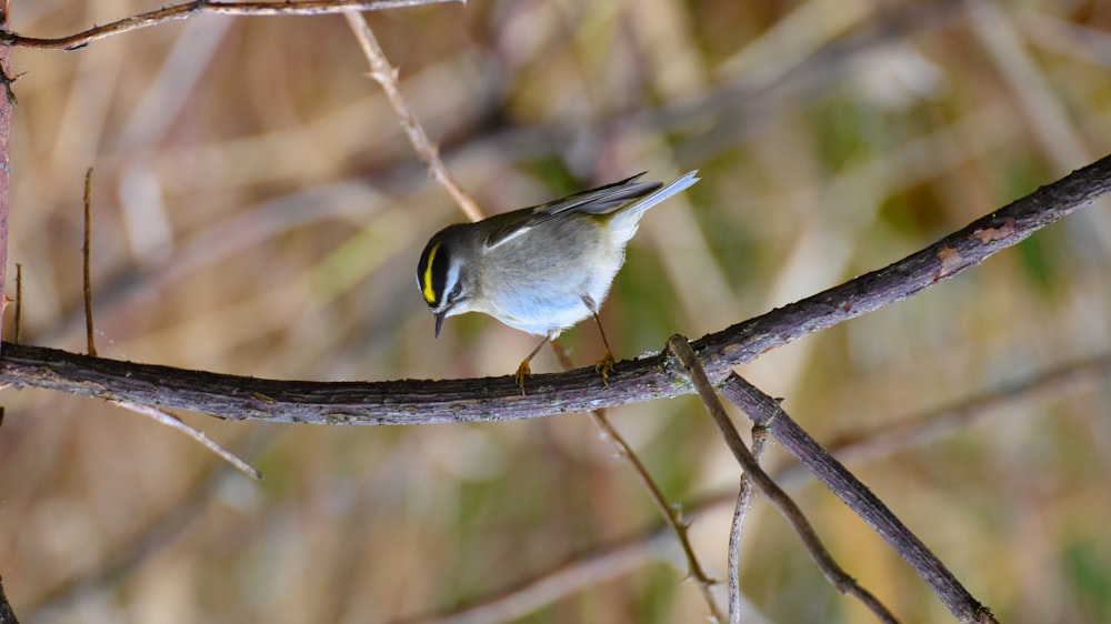 a small bird perched on top of a tree branch