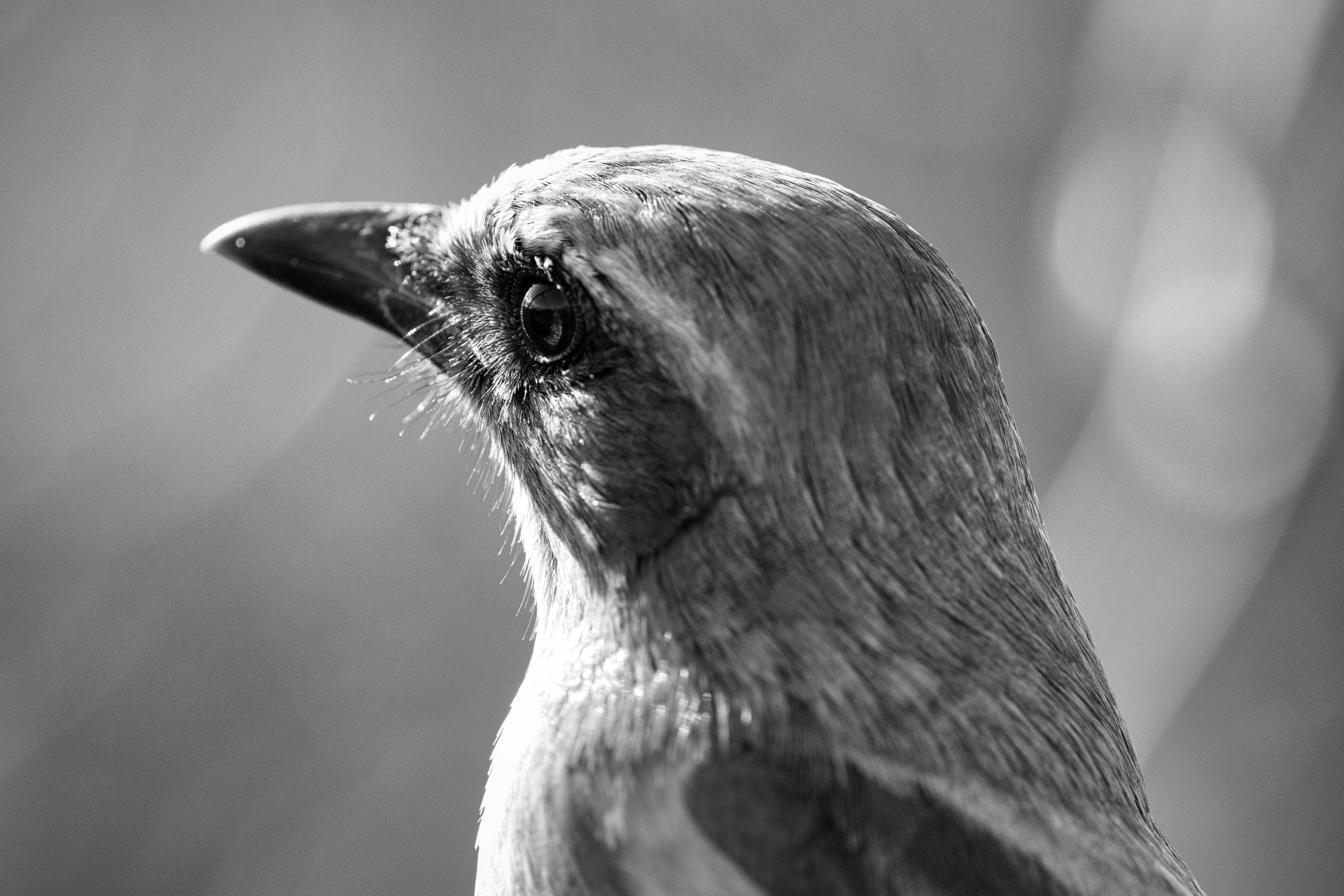 Photo by thephotochad