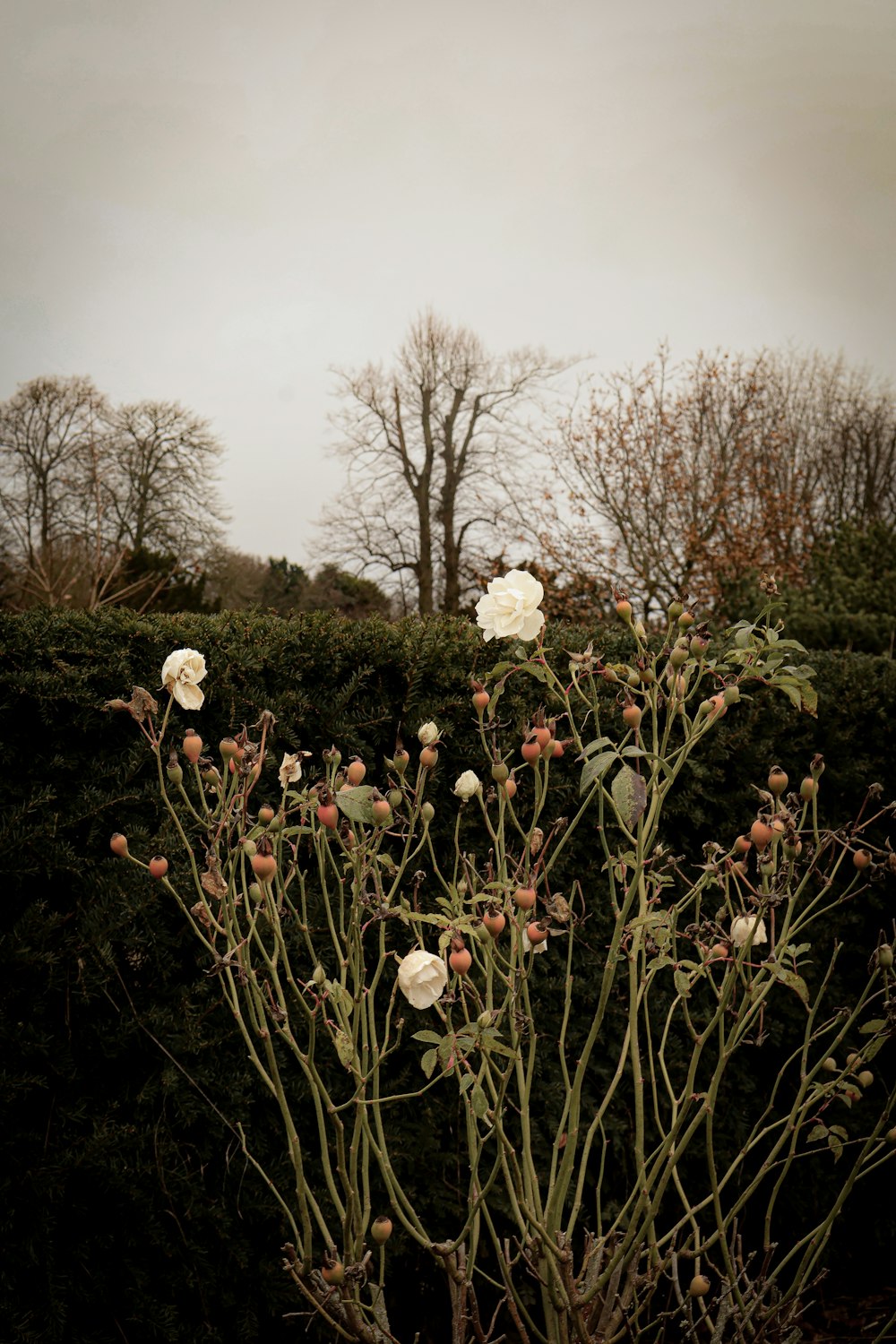 a bush with white flowers in the middle of a field