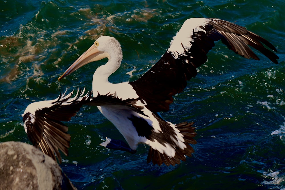 a pelican flying over the water with its wings spread