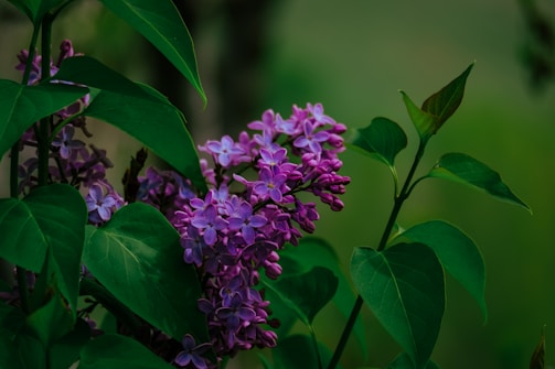 Close-up of lilac-colored architectural details on a white background.