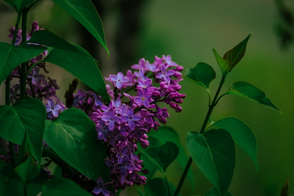 a bunch of purple flowers with green leaves