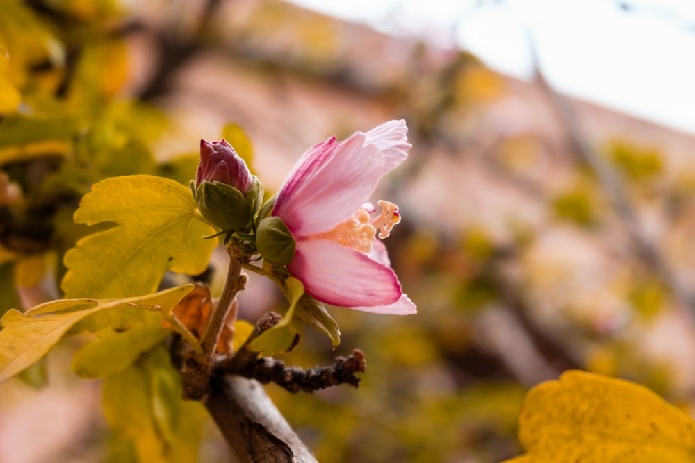 a close up of a flower on a tree branch