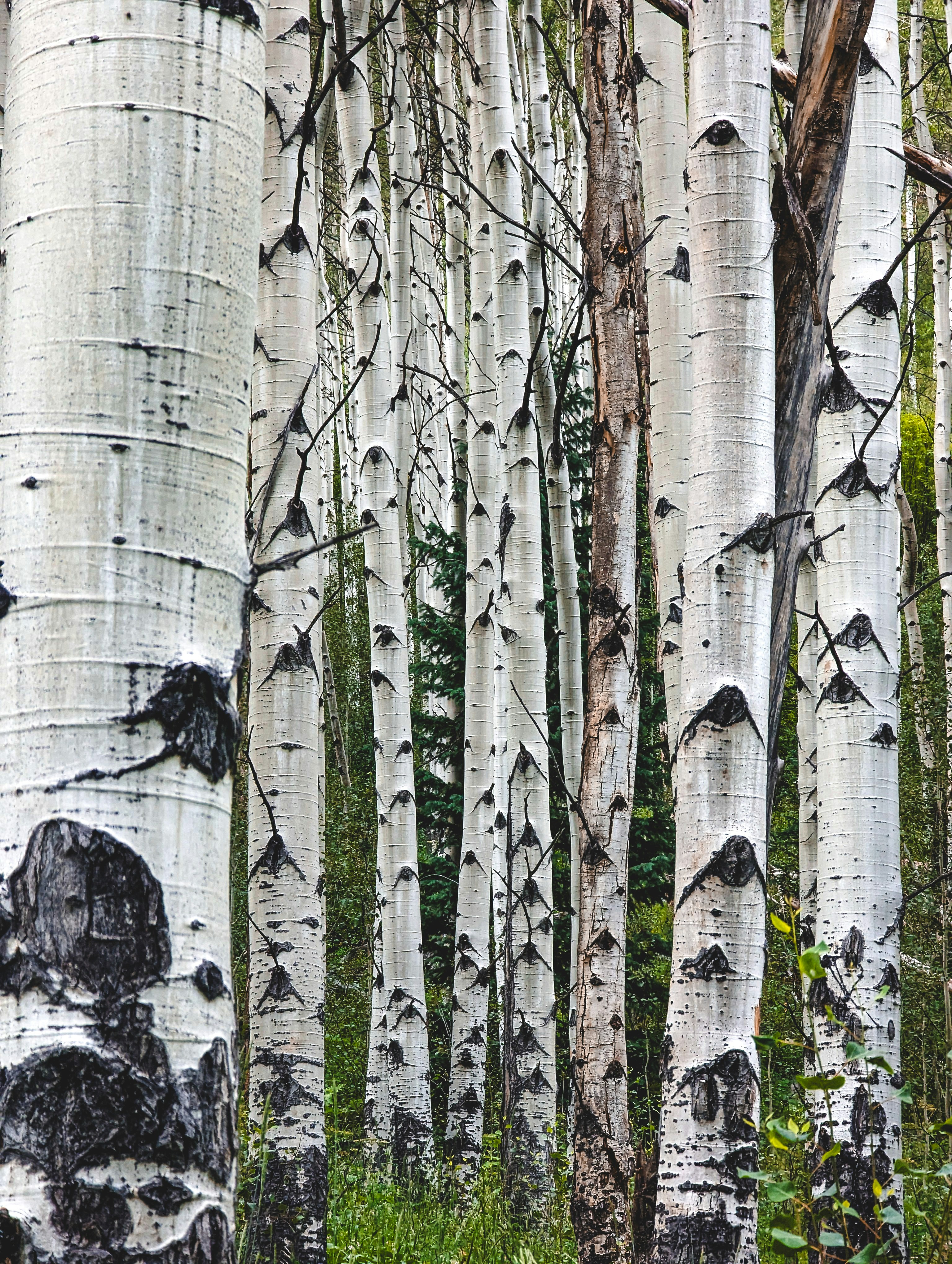 Photo by johndmurphey