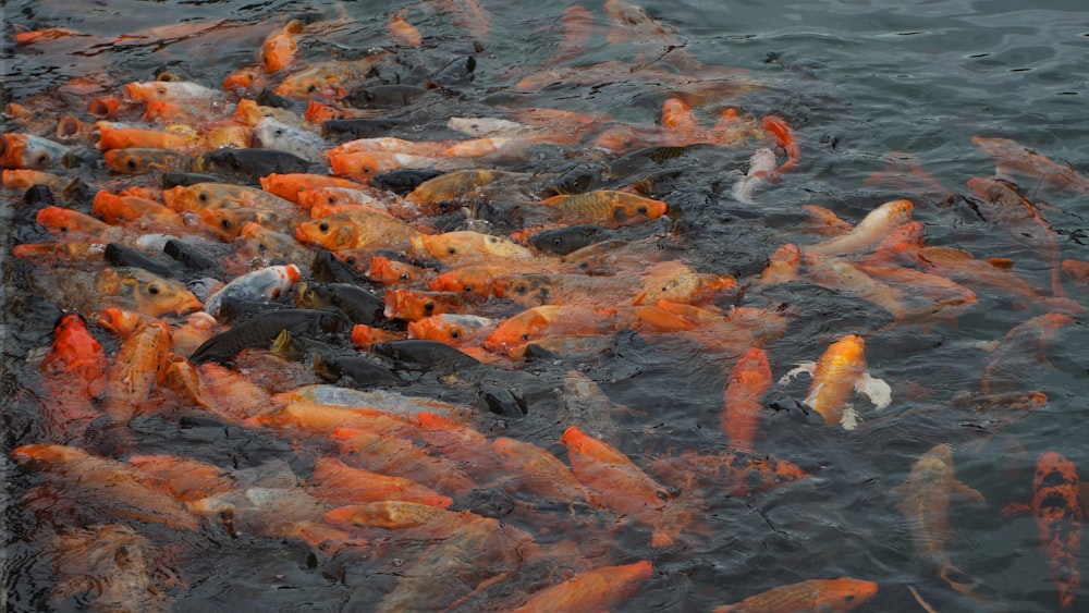 a bunch of fish that are in the water