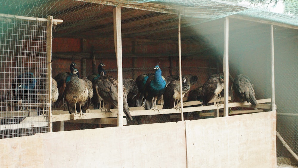 a group of peacocks are standing in a cage