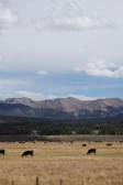 A panoramic view of Alexander Ranches with cattle and horses dotting the landscape beneath wide Texas skies.
