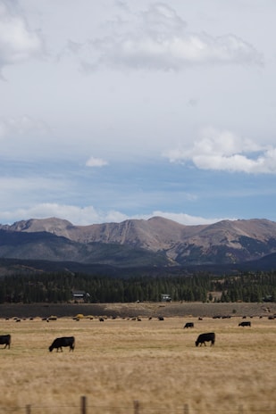 A scenic pasture in Montería with healthy cattle grazing under a bright blue sky.